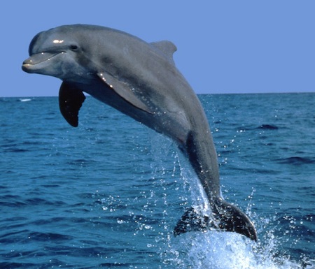 Bottlenose Dolphin (tertiary consumer, carnivore, predator - rarely prey - cetacea, mammal)
