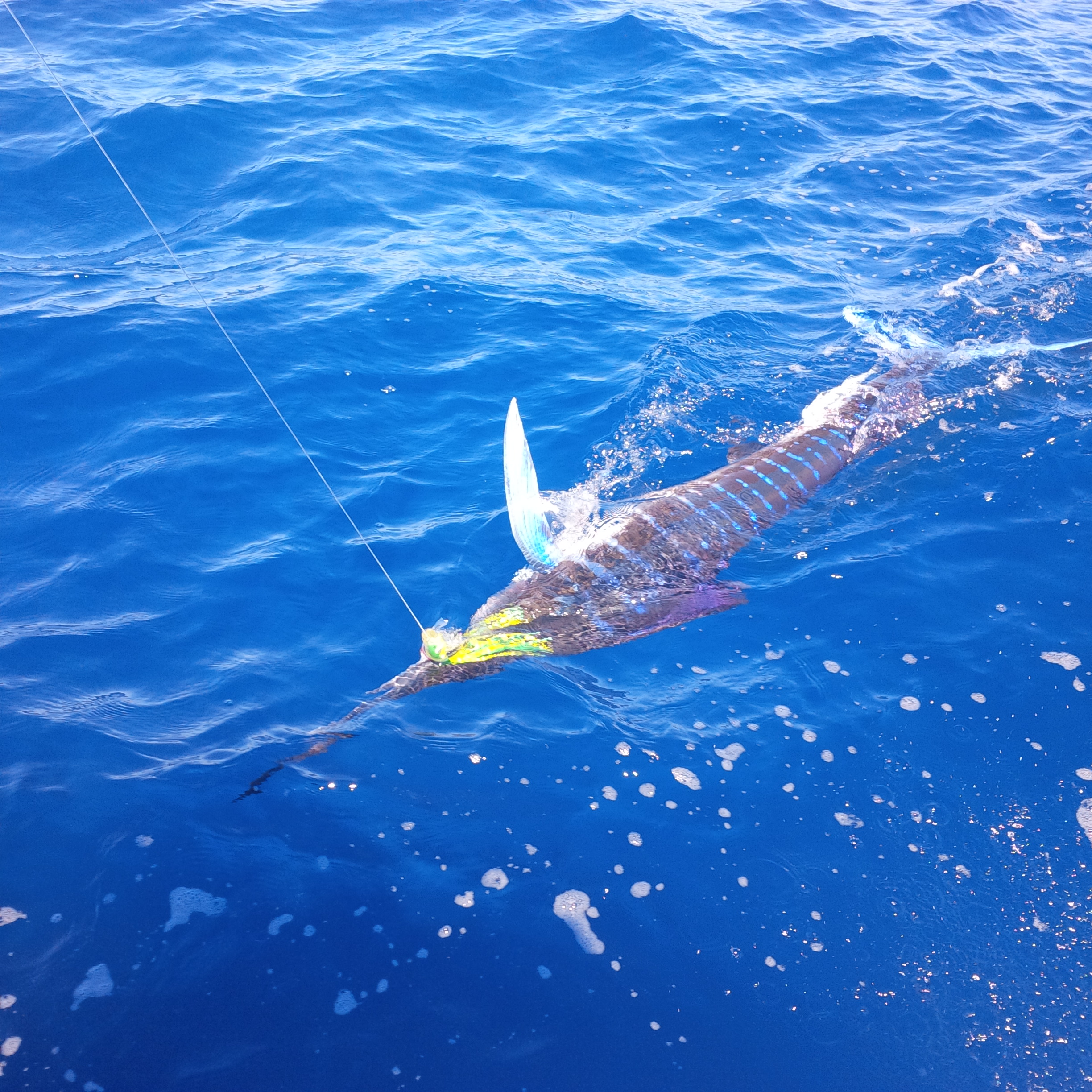 Blue marlin in Cabo