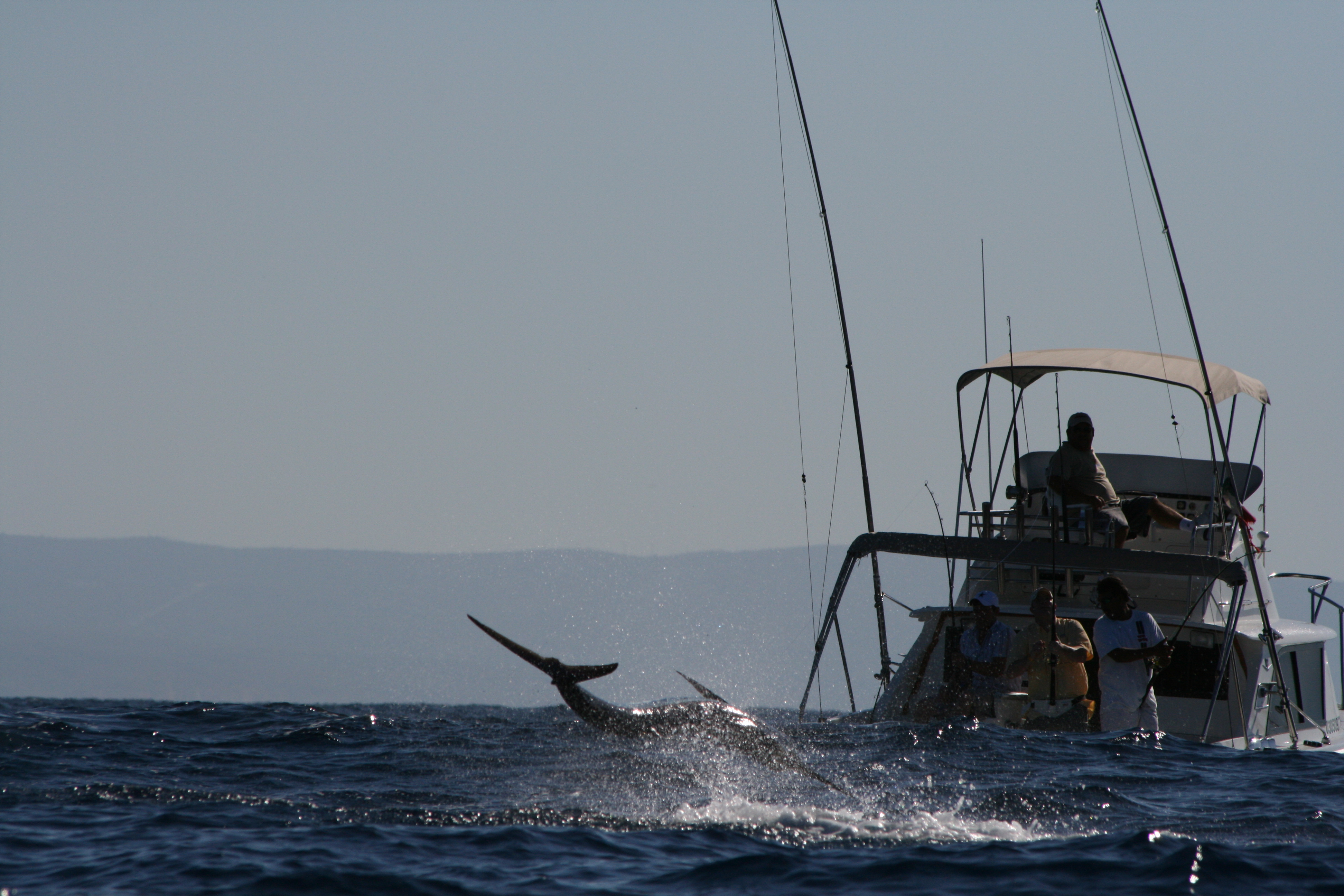 Marlin at Golden Gate Cabo