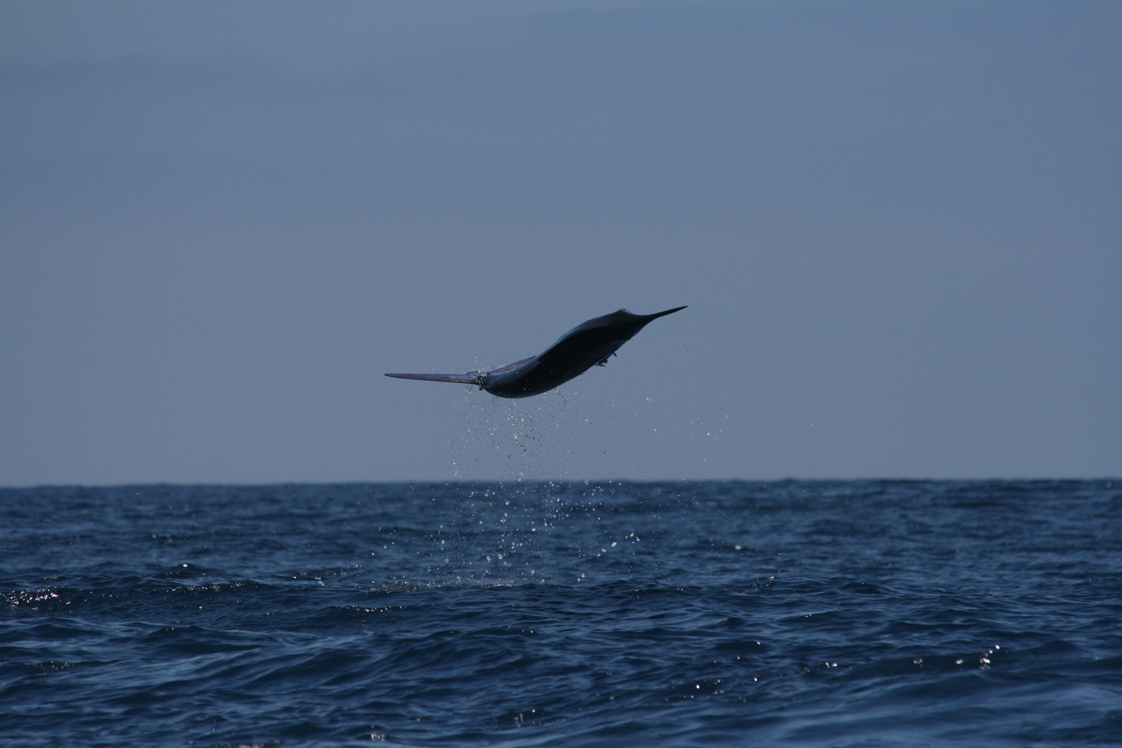 Striped marlin Los Cabos