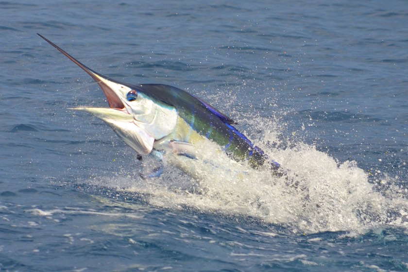 Blue marlin starting to make a good showing