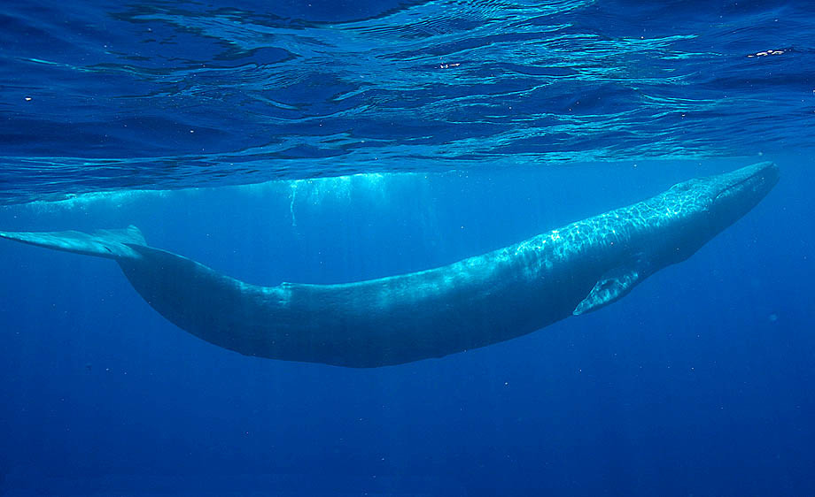 http://www.itravel-cabo.com/images/blue%20whale.jpg