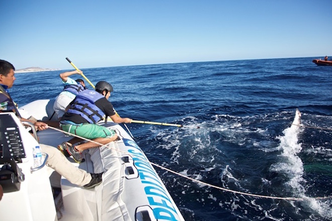 Humback whale released in Los Cabos