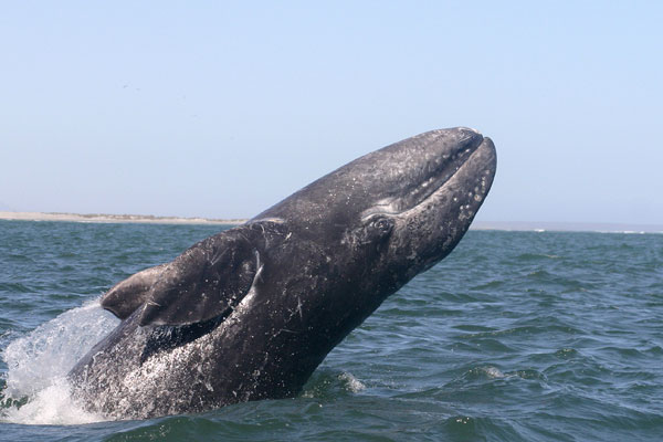 Baby Grey Whale