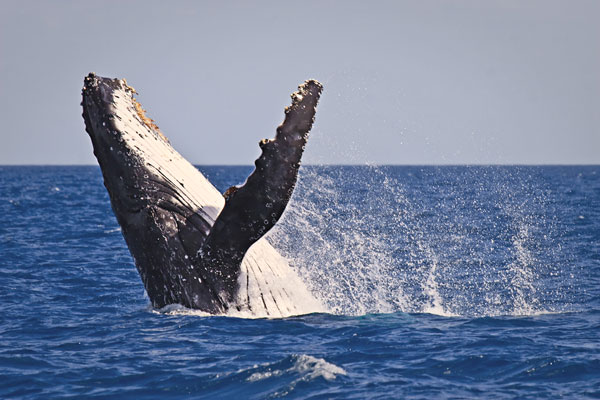 Humpback Whale