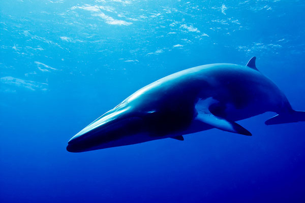 Minke Whale