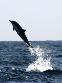 Long Beaked Dolphin