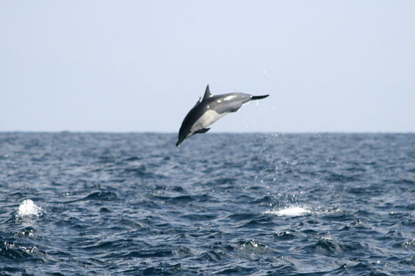 and Short Beaked Common Dolphin