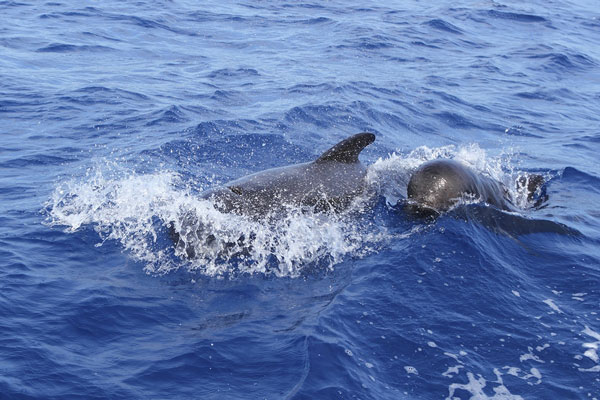 Pilot Whales